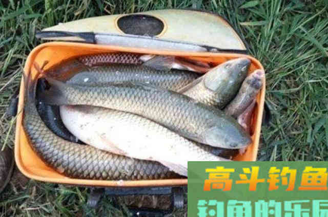 别嫌草鱼难钓到怀疑人生,二十老钓手用了这绝招 别嫌草鱼难钓到怀疑人生,二十老钓手用了这绝招