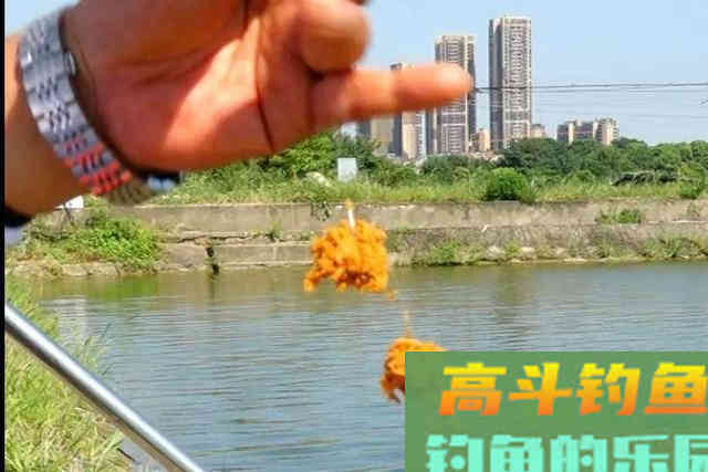 春天不要只钓鲫鱼,试试这鲢鳙钓法 春天不要只钓鲫鱼,试试这鲢鳙钓法