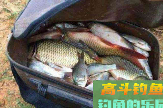 到了夏天,鲤鱼就好钓了?要用这3招 到了夏天,鲤鱼就好钓了?要用这3招