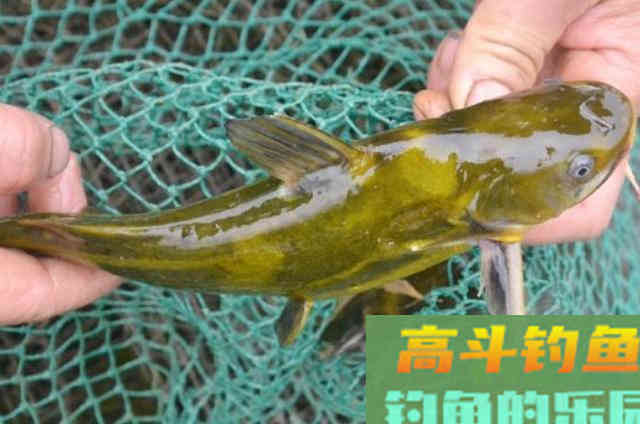 到了秋天，我就这样&ldquo;对付&rdquo;黄颡鱼