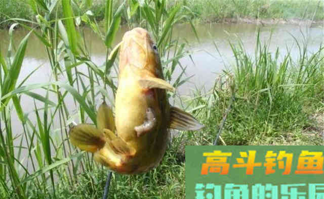 黄颡鱼的三种经典钓法