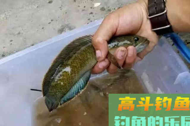 夏天一用这黑鱼钓法,天气再热,鱼护十有八九都会爆满 夏天一用这黑鱼钓法,天气再热,鱼护十有八九都会爆满