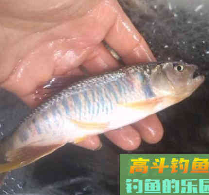 这两种水域用马口，也能尽享马口中鱼之乐