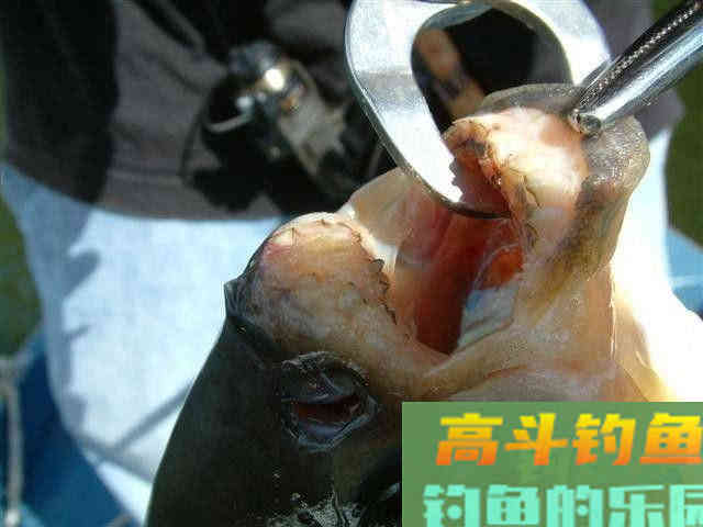 垂钓淡水白鲳，的用饵、钓具选择与钓法技巧
