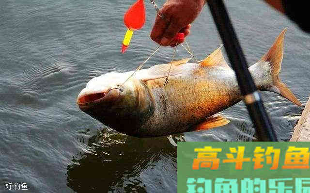 钓鲢鳙的钓位钓组饵料详细分析 钓鲢鳙的钓位钓组饵料详细分析