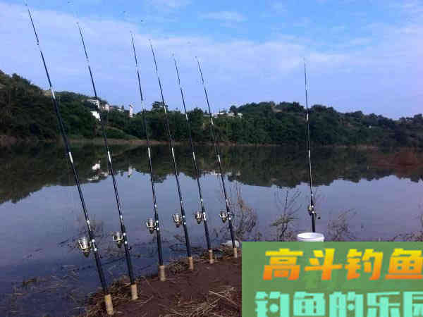 老司机分享多年钓鲢鳙的经验 老司机分享多年钓鲢鳙的经验