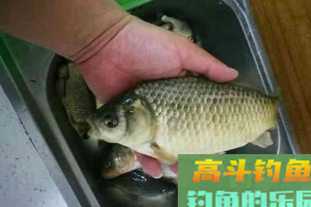 谁说热天钓不到大鲫鱼？那是你没试过这3个调整方案