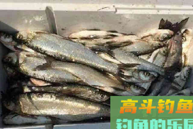 天气热，翘嘴鱼反而不好钓，试用这3招，比钓鲫鲤鱼更过瘾