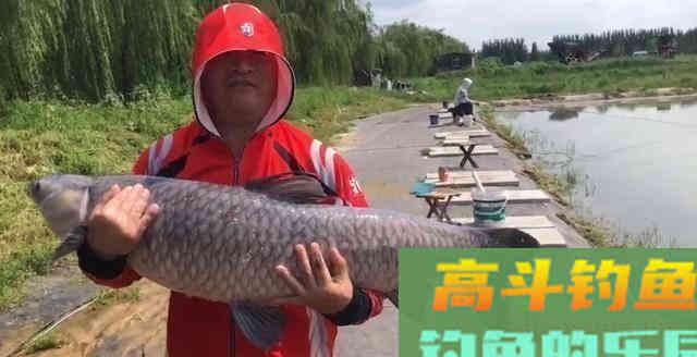 青鱼应分析水中氧含量与鱼情之间的关系,选择作钓位置 青鱼应分析水中氧含量与鱼情之间的关系,选择作钓位置