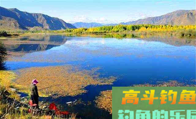 晚秋钓鲫鱼,选择钓位宜浅不宜深 晚秋钓鲫鱼,选择钓位宜浅不宜深