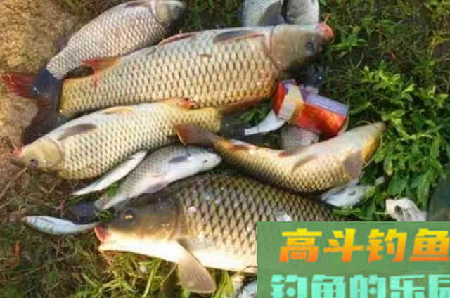 不得不承认,这套鲤鱼钓法用了二十年 不得不承认,这套鲤鱼钓法用了二十年
