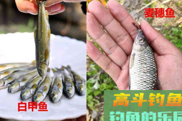 不要把这几种鱼弄错，和保护鱼种区别很小，避免惹麻烦