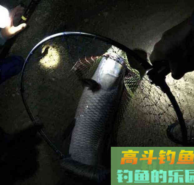 夜钓青鱼的最佳时间你知道吗? 夜钓青鱼的最佳时间你知道吗?