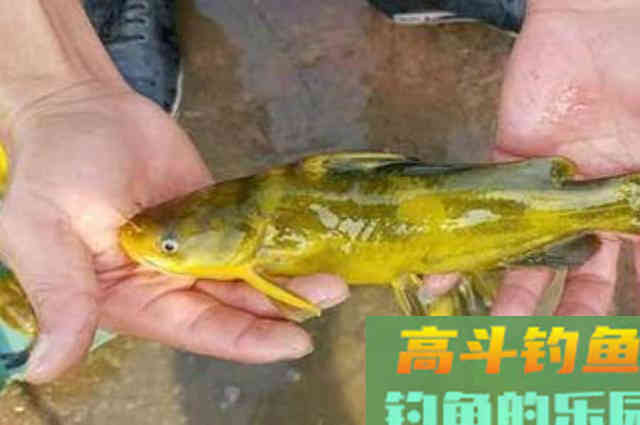 夏钓对付黄骨鱼,万万不可少了这钓法 夏钓对付黄骨鱼,万万不可少了这钓法