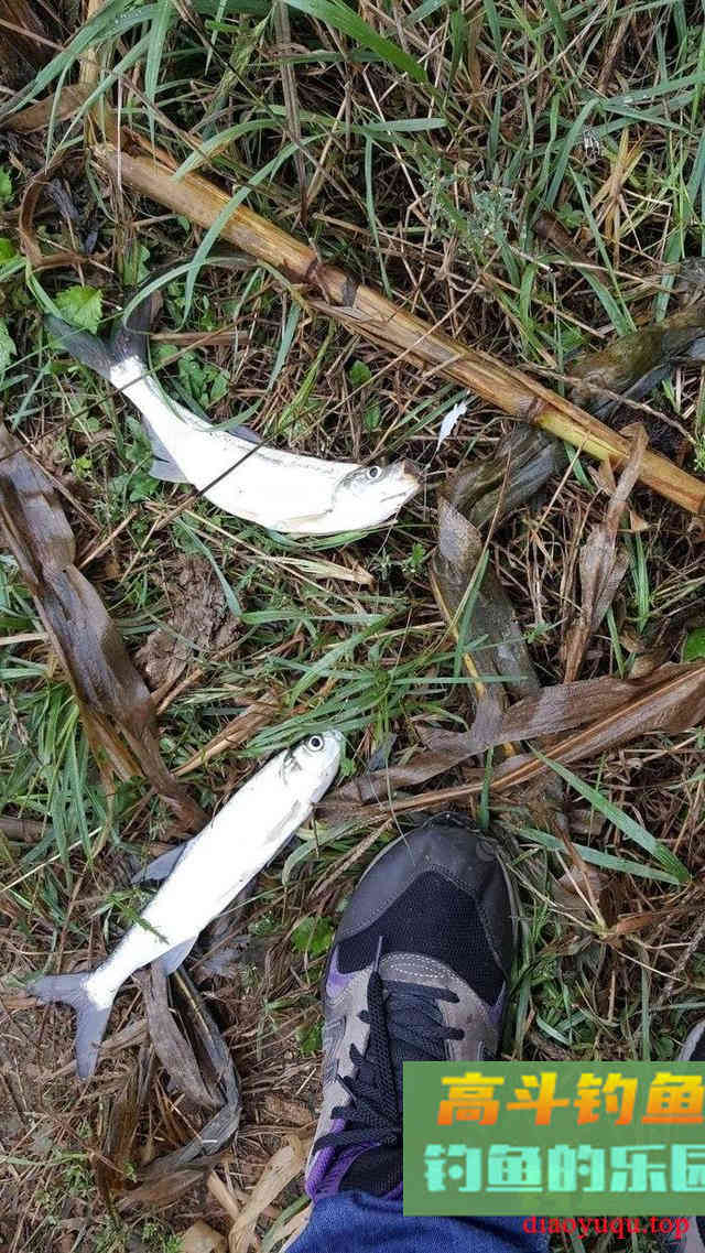 秋季钓翘嘴攻略，这三个方法专门针对翘嘴，走空是不可能的