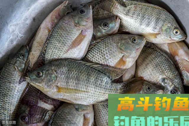 想钓好罗非鱼，窝料饵料的这些使用技巧你用没