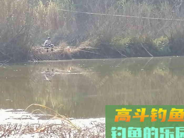 鲫鱼口轻，不好钓？看看老钓友怎么钓