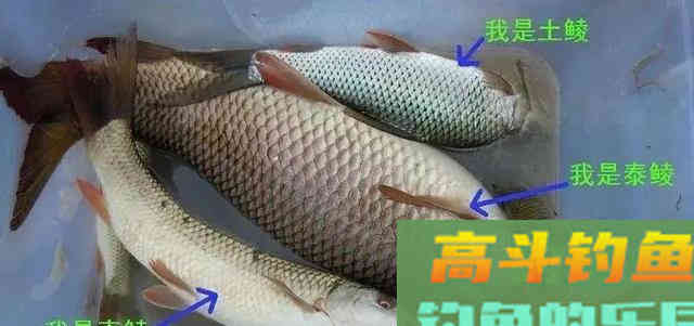 这6种鱼很容易认错，老钓手也经常犯浑