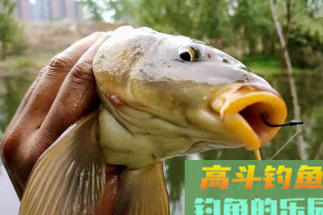 千辛万苦找钓位，殊不知大鲤鱼都藏在这