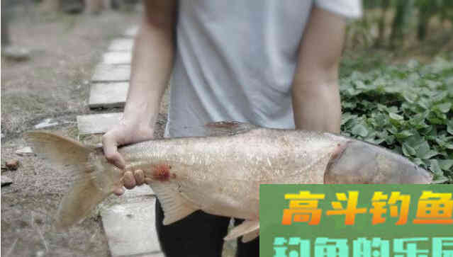 冬天鲢鳙好钓吗？好钓鱼告诉你