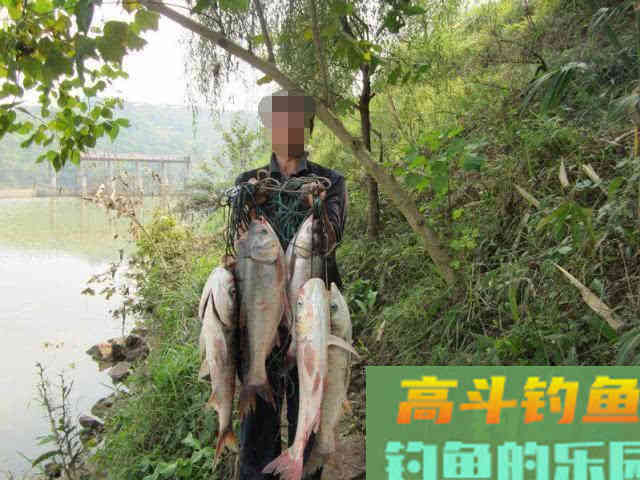 如何区分鲢鱼和鳙鱼,又该如何垂钓此鱼呢?附自制饵 如何区分鲢鱼和鳙鱼,又该如何垂钓此鱼呢?附自制饵