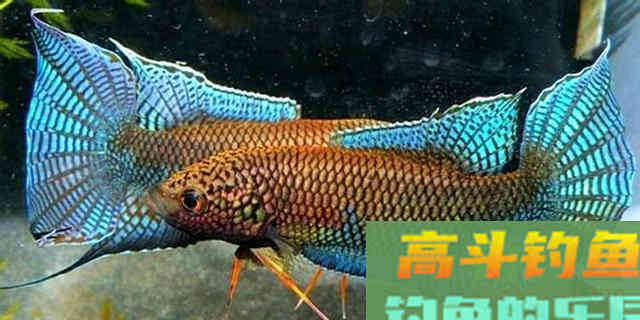 3条鱼、2个月变成上千条,罗非鱼为何繁殖这么快 3条鱼、2个月变成上千条,罗非鱼为何繁殖这么快