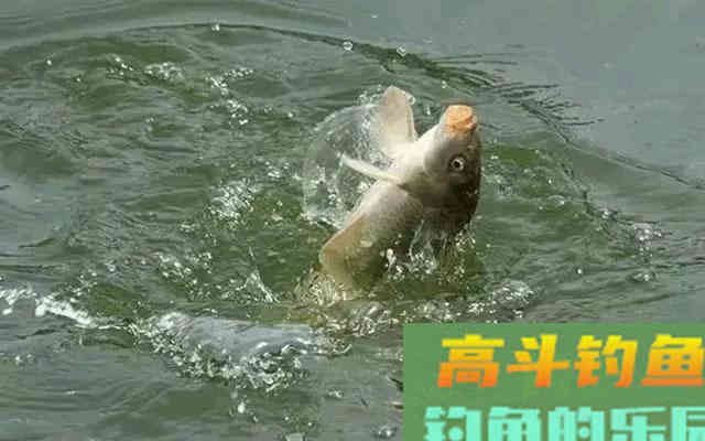 这几种情况，鲤鱼分分钟教育你，中钩了也提不上岸