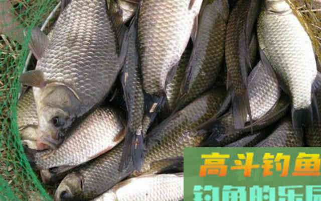 野钓时，大小鲫鱼都进窝，有什么办法只钓大鲫
