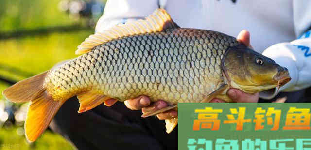 备受欢迎的黄河鲤鱼，却被南方人嫌弃