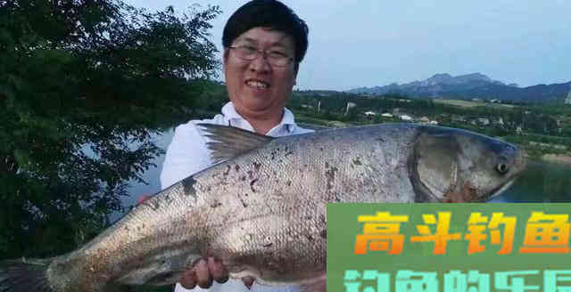 夏季鲢鳙怎么钓？掌握鱼情、水情、钓深、钓浅等