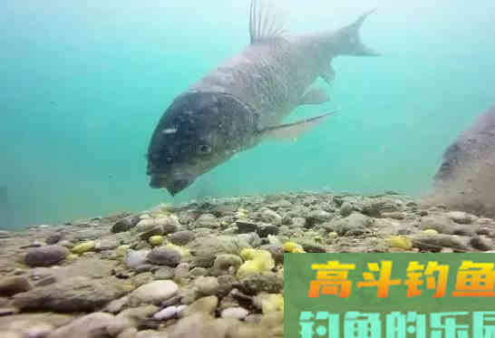 为何野钓鲤鱼,中钩的总是小多大少 为何野钓鲤鱼,中钩的总是小多大少