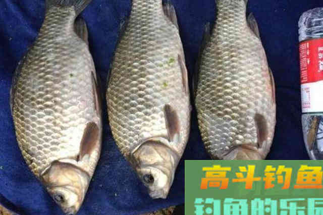 难怪春天的鲫鱼那么好钓,原来老师傅用了这饵料 难怪春天的鲫鱼那么好钓,原来老师傅用了这饵料