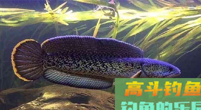 夏季钓黑鱼，分析黑鱼的生活习性选择合适钓法
