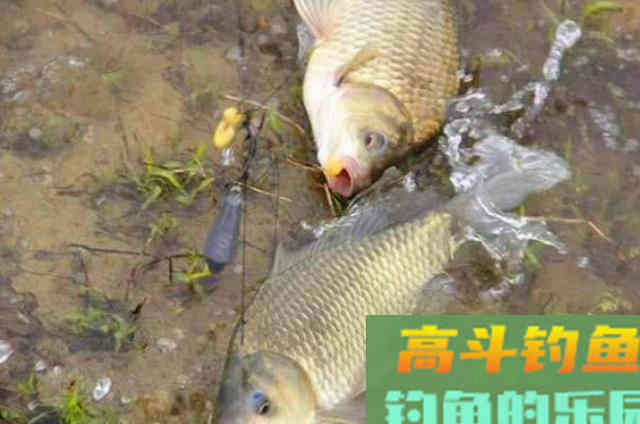 在寒露之前,利用串钩钓鲫鱼的一些注意事项 在寒露之前,利用串钩钓鲫鱼的一些注意事项