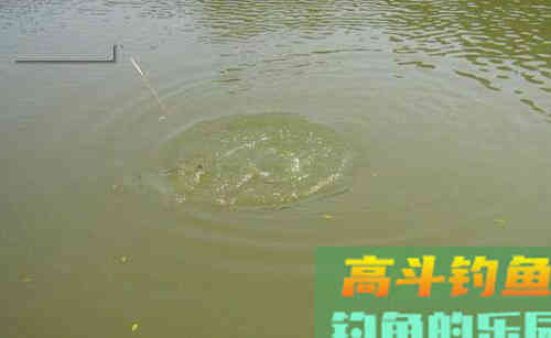 野钓鲤鱼，黑漂才提竿，已吞钩的鲤鱼跑一半