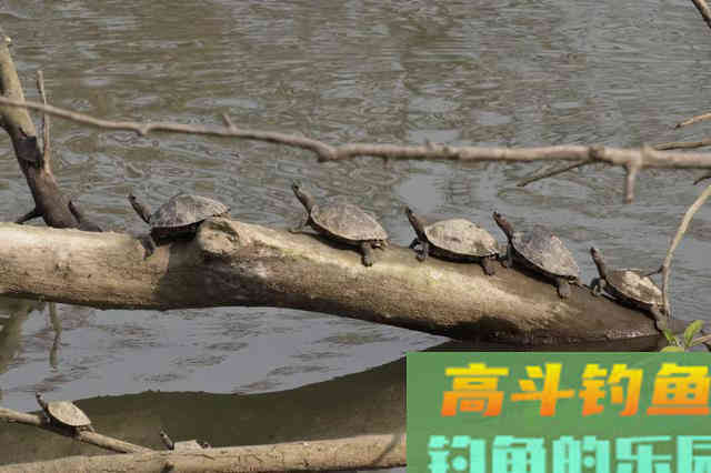 河道经常发现狡猾甲鱼露出水面，要怎么钓上岸