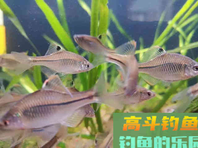 还在看不起&ldquo;屎光皮&rdquo;？论条5块，按斤上百，我冰箱中唯一的存鱼