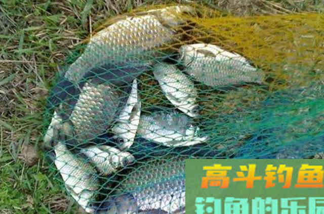 深秋野钓鲫鱼的，需要钓友牢牢记住的一些钓法技巧