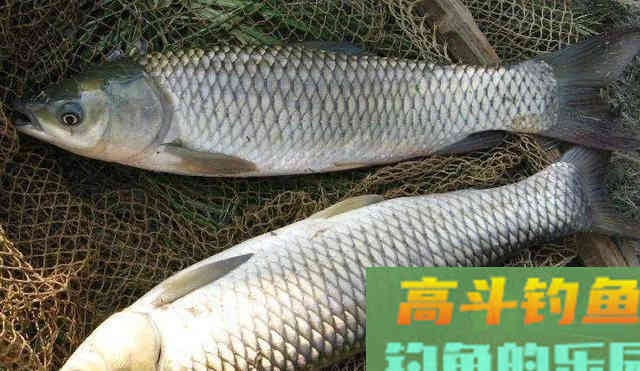 如何钓草鱼?应因地制宜,分析鱼情特点正确选择钓底 如何钓草鱼?应因地制宜,分析鱼情特点正确选择钓底