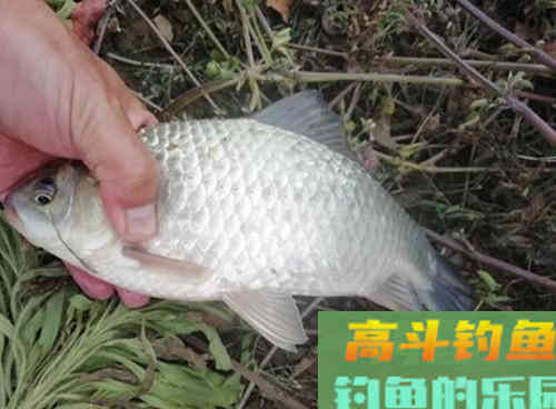 初春野钓大鲫鱼要什么技巧？老钓友教你两招