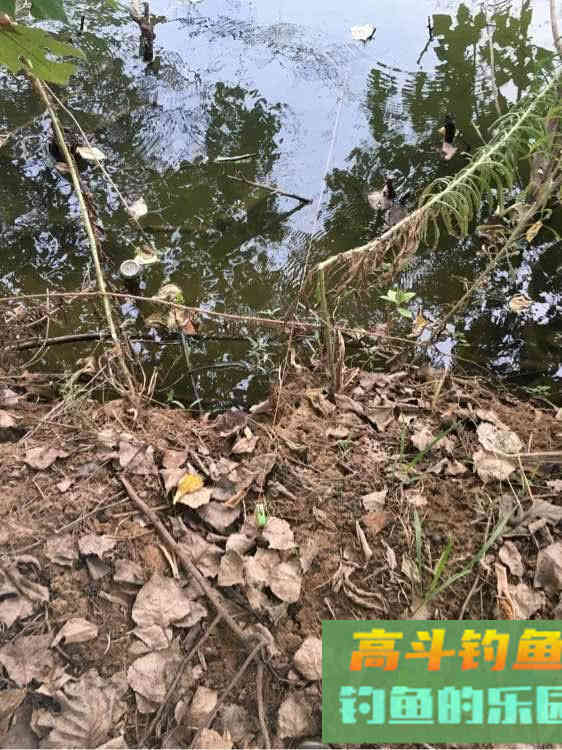 如何用猪肝钓甲鱼?运气好的时候一天能钓十几只 如何用猪肝钓甲鱼?运气好的时候一天能钓十几只