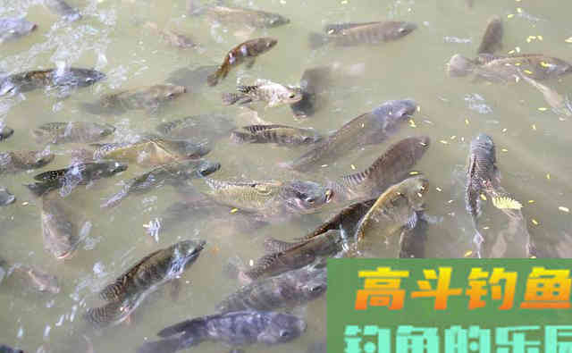 鲫鱼的哭泣!前有狼后有虎,在广东生存为何这么难 鲫鱼的哭泣!前有狼后有虎,在广东生存为何这么难