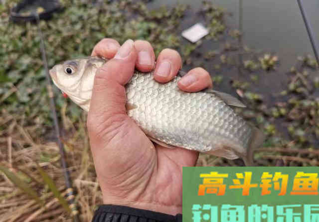 如何在藕塘钓鲫鱼？结合生活规律，谈选位与做窝