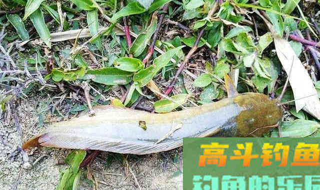 鱼身无鳞且光滑，长着8根胡须，鲶鱼还是塘角鱼