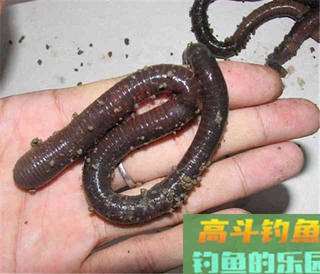 冬天钓鲤鱼,这些绝招一出,藏的多深的鲤鱼都会出窝 冬天钓鲤鱼,这些绝招一出,藏的多深的鲤鱼都会出窝