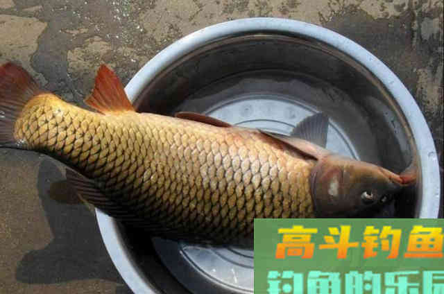 到了夏天,鲤鱼就好钓了?要用这3招 到了夏天,鲤鱼就好钓了?要用这3招