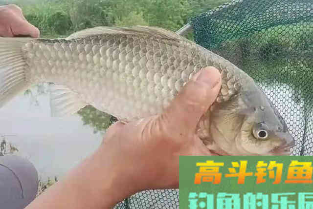 征服大板鲫，搓饵和拉饵到底谁才是王者
