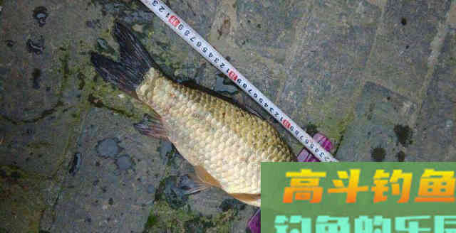 这几种土鲫鱼重达几公斤