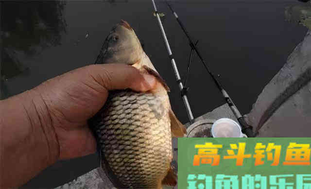 为什么说野外的鲫鱼都是滑鱼,从调漂思路上分析 为什么说野外的鲫鱼都是滑鱼,从调漂思路上分析