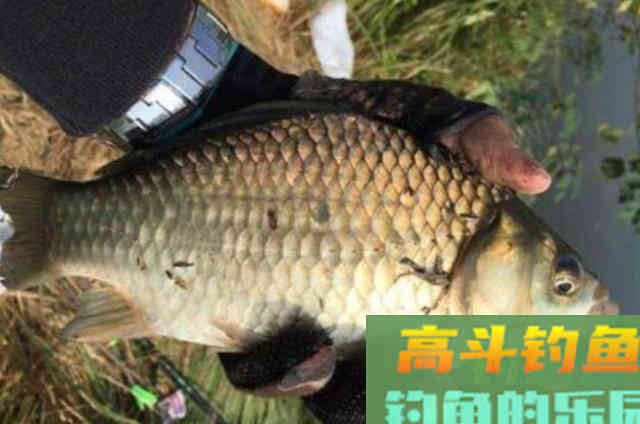 夏天一热,我就用这钓法征服板鲫 夏天一热,我就用这钓法征服板鲫